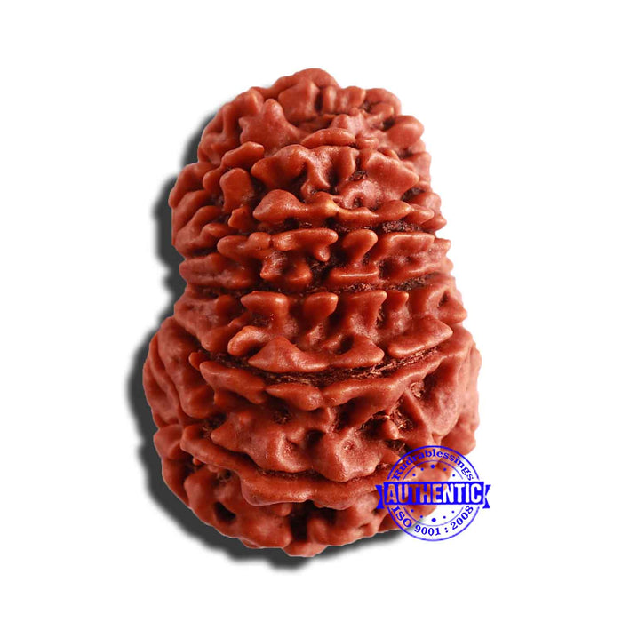 13 Mukhi Nepalese Rudraksha - Bead No 279