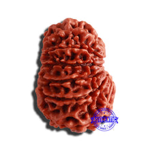 Load image into Gallery viewer, 13 Mukhi Nepalese Rudraksha - Bead No 279
