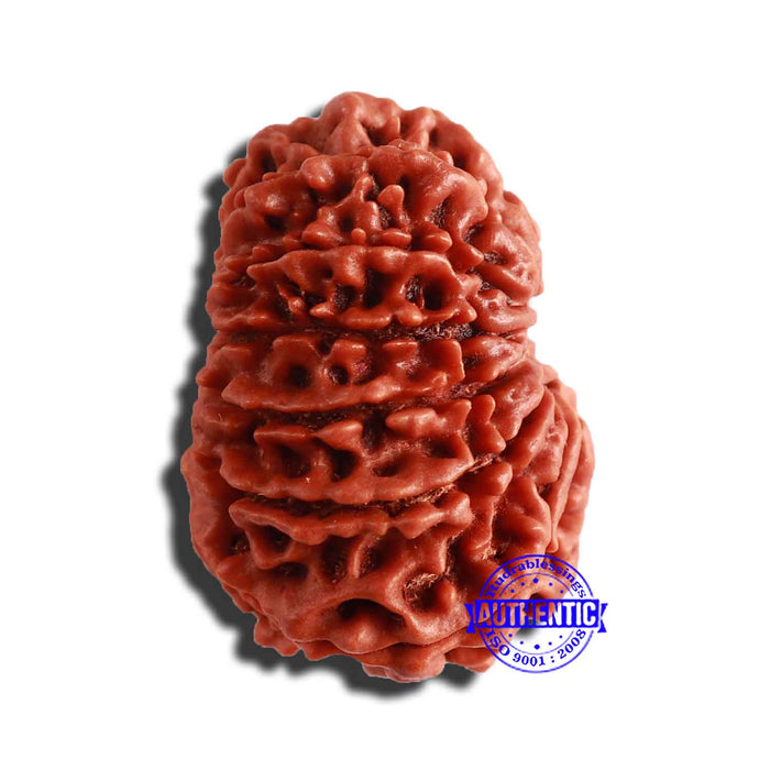 13 Mukhi Nepalese Rudraksha - Bead No 279