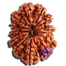 Load image into Gallery viewer, 13 Mukhi Nepalese Rudraksha - Bead No. 281
