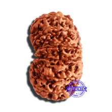 Load image into Gallery viewer, 13 Mukhi Nepalese Rudraksha - Bead No. 281
