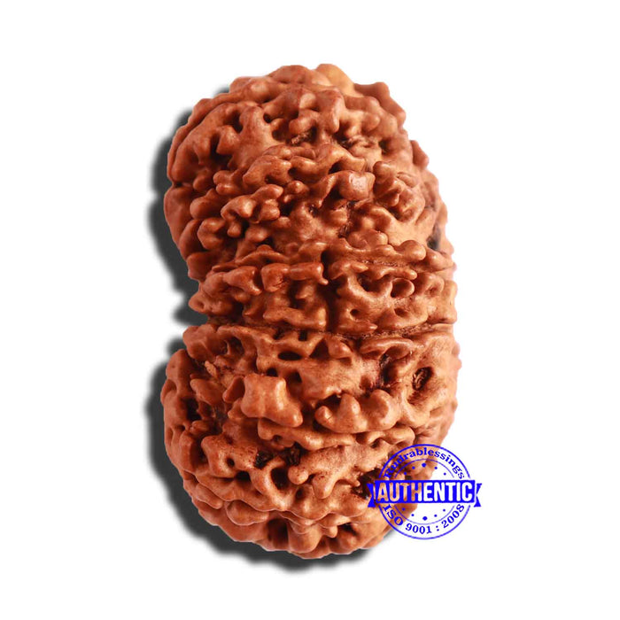 13 Mukhi Nepalese Rudraksha - Bead No. 281