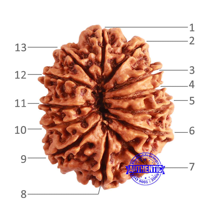 13 Mukhi Nepalese Rudraksha - Bead No. 282