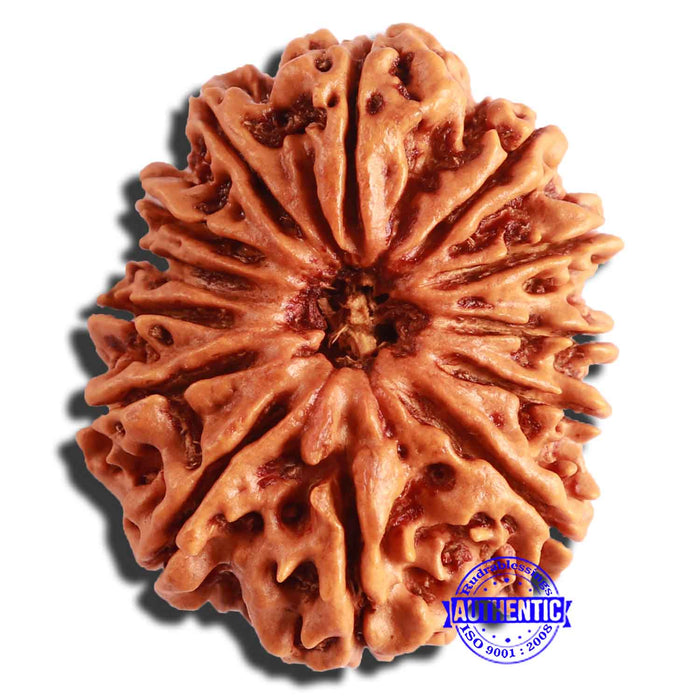 13 Mukhi Nepalese Rudraksha - Bead No. 282