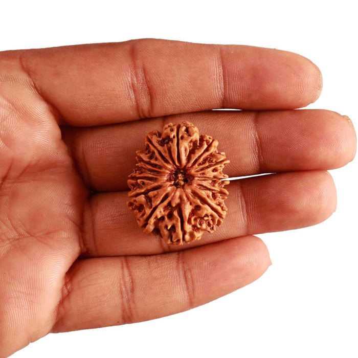 13 Mukhi Nepalese Rudraksha - Bead No. 282