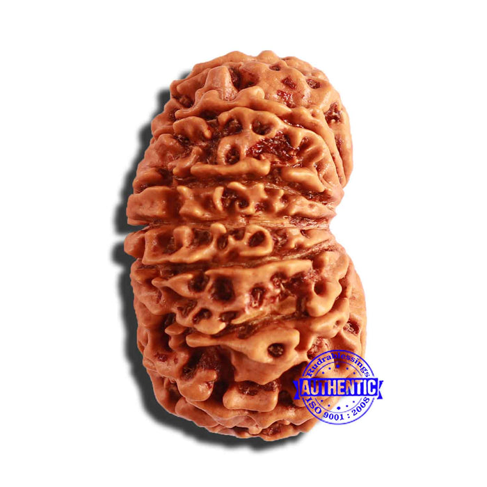 13 Mukhi Nepalese Rudraksha - Bead No. 282