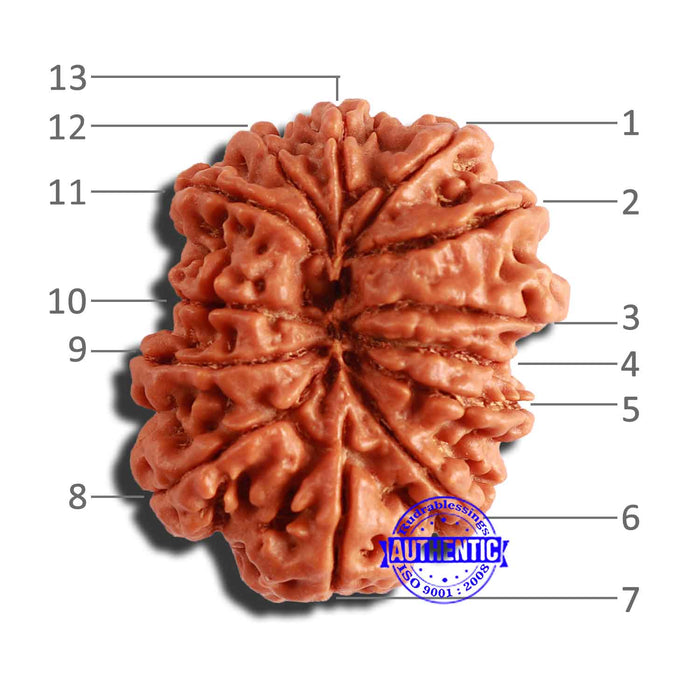 13 Mukhi Nepalese Rudraksha - Bead No. 283