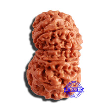 Load image into Gallery viewer, 13 Mukhi Nepalese Rudraksha - Bead No. 283
