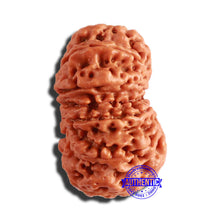 Load image into Gallery viewer, 13 Mukhi Nepalese Rudraksha - Bead No. 283
