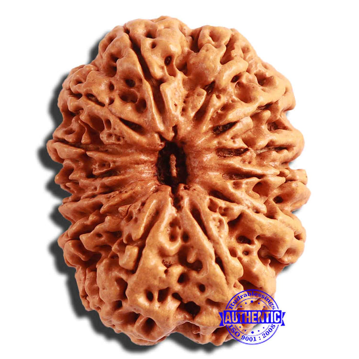 13 Mukhi Nepalese Rudraksha - Bead No. 284