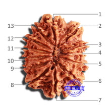 Load image into Gallery viewer, 13 Mukhi Nepalese Rudraksha - Bead No. 285

