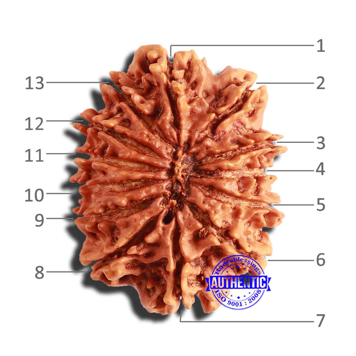 13 Mukhi Nepalese Rudraksha - Bead No. 285