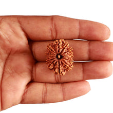Load image into Gallery viewer, 13 Mukhi Nepalese Rudraksha - Bead No. 285
