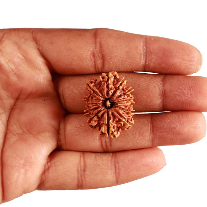 13 Mukhi Nepalese Rudraksha - Bead No. 285