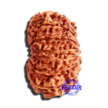 Load image into Gallery viewer, 13 Mukhi Nepalese Rudraksha - Bead No. 285

