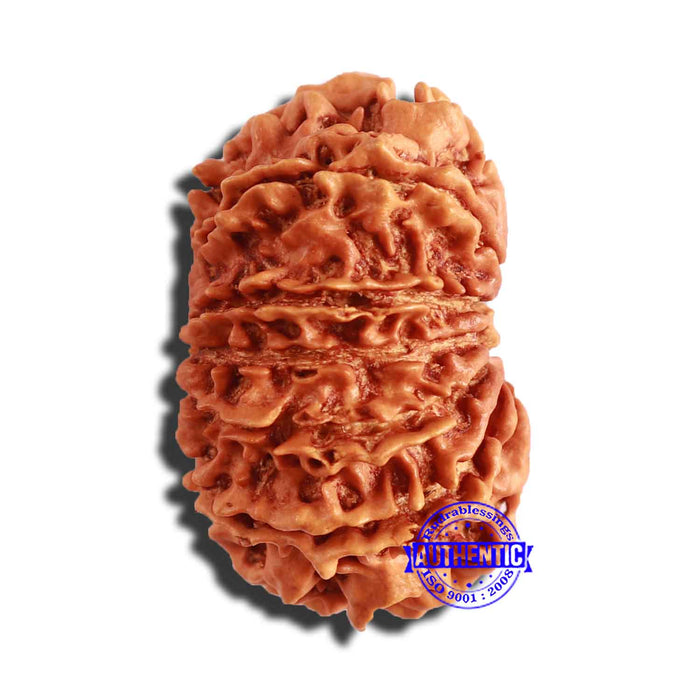 13 Mukhi Nepalese Rudraksha - Bead No. 285
