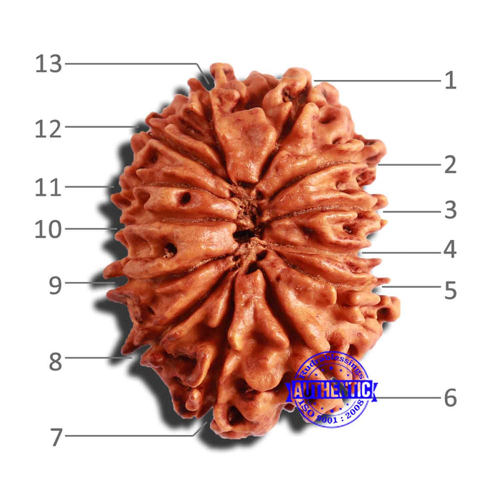 13 Mukhi Nepalese Rudraksha - Bead No. 286