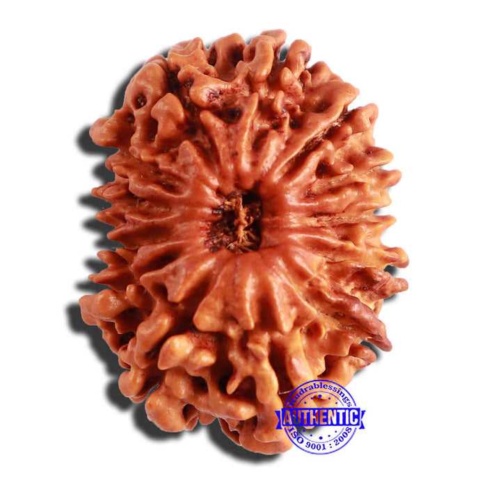 13 Mukhi Nepalese Rudraksha - Bead No. 286