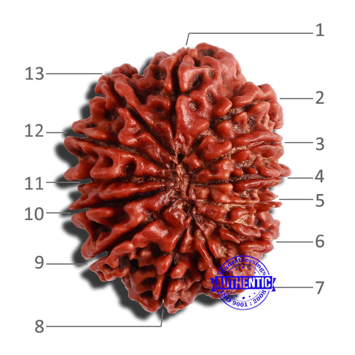 13 Mukhi Nepalese Rudraksha - Bead No. 287