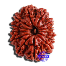 Load image into Gallery viewer, 13 Mukhi Nepalese Rudraksha - Bead No. 287
