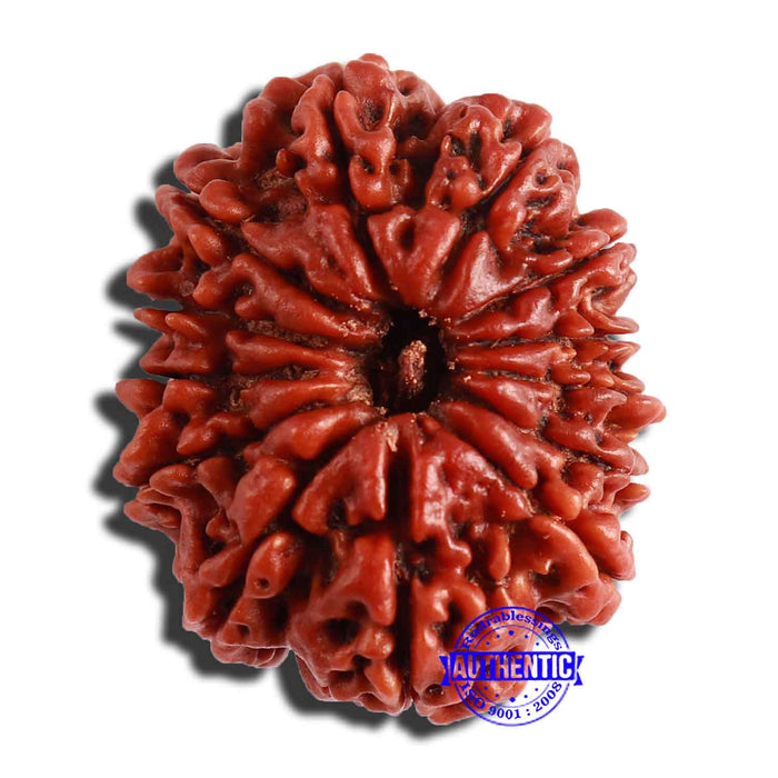 13 Mukhi Nepalese Rudraksha - Bead No. 287