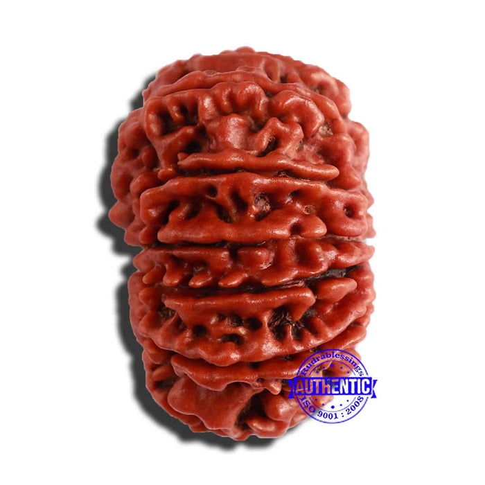 13 Mukhi Nepalese Rudraksha - Bead No. 287