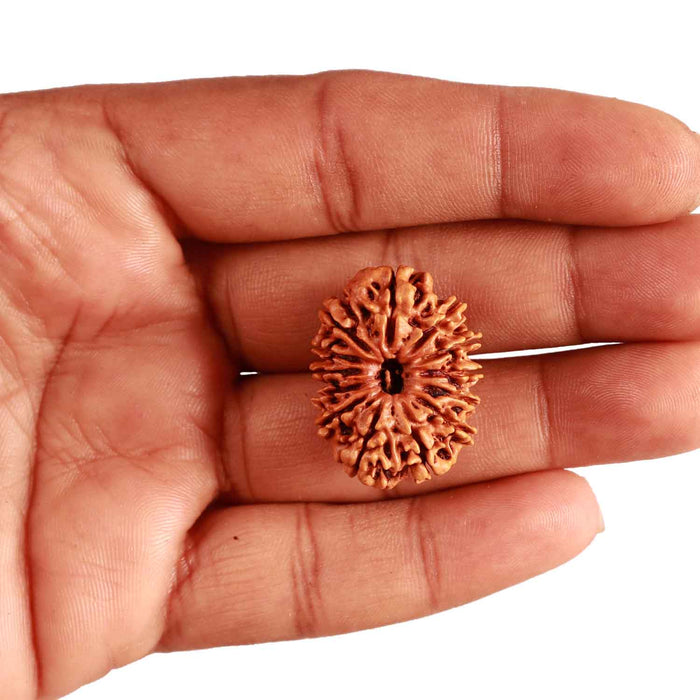 13 Mukhi Nepalese Rudraksha - Bead No. 288