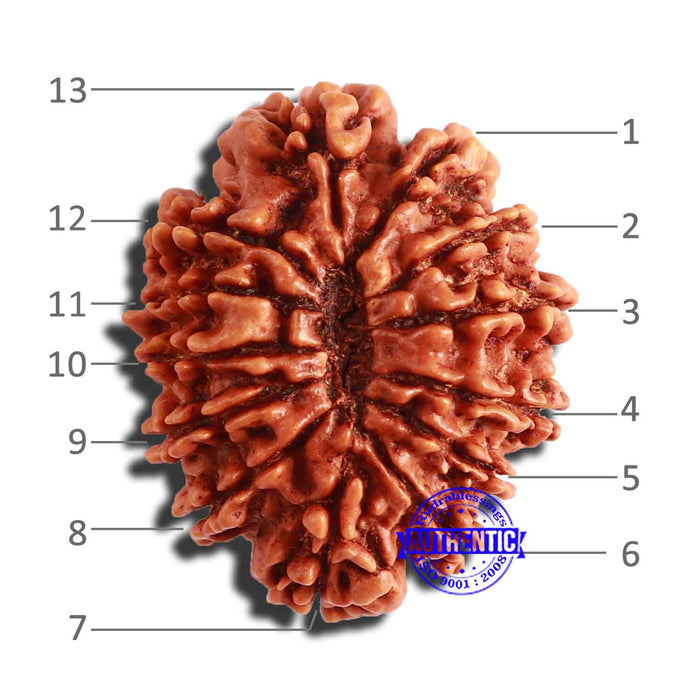 13 Mukhi Nepalese Rudraksha - Bead No. 289