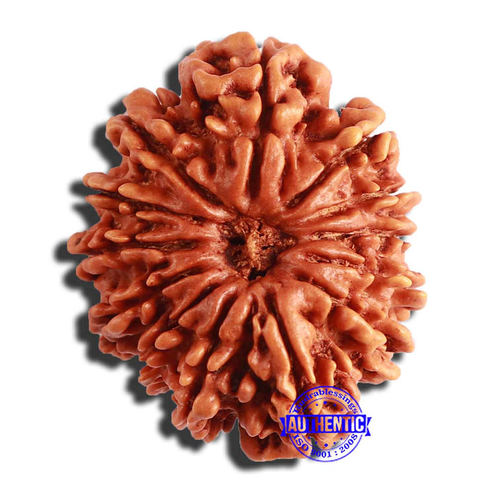 13 Mukhi Nepalese Rudraksha - Bead No. 289