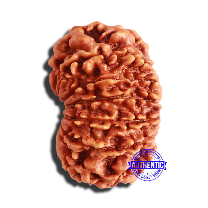 13 Mukhi Nepalese Rudraksha - Bead No. 289