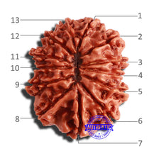 Load image into Gallery viewer, 13 Mukhi Nepalese Rudraksha - Bead No. 290
