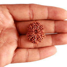 Load image into Gallery viewer, 13 Mukhi Nepalese Rudraksha - Bead No. 290

