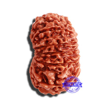 Load image into Gallery viewer, 13 Mukhi Nepalese Rudraksha - Bead No. 290
