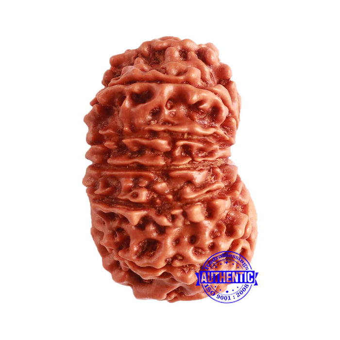 13 Mukhi Nepalese Rudraksha - Bead No. 290