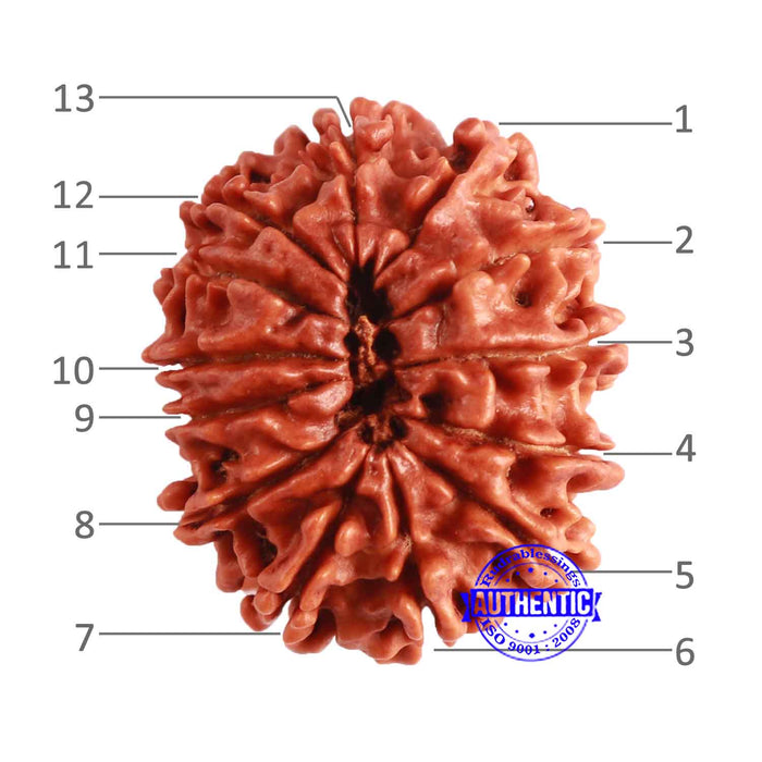 13 Mukhi Nepalese Rudraksha - Bead No. 291