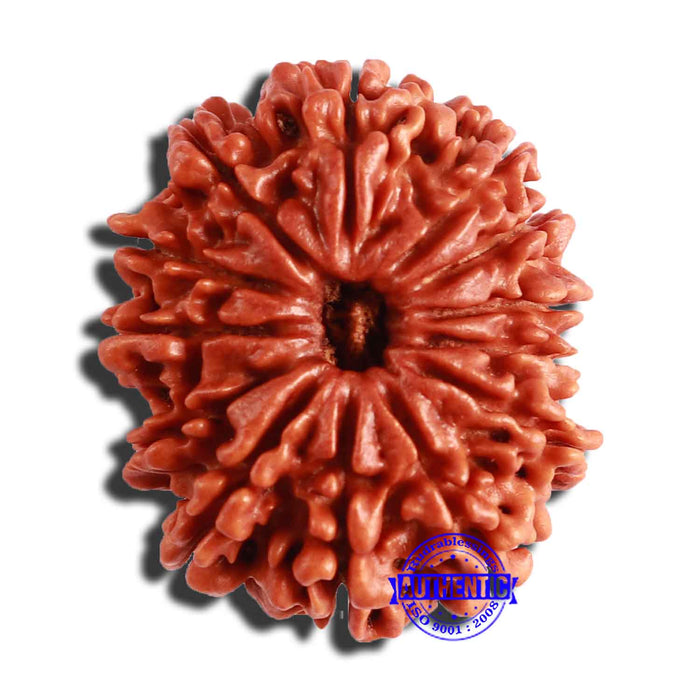 13 Mukhi Nepalese Rudraksha - Bead No. 291