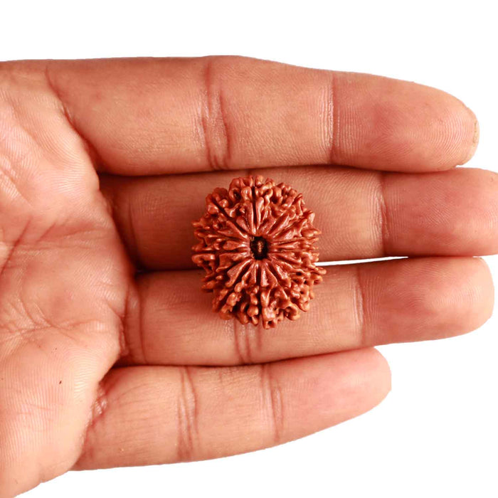 13 Mukhi Nepalese Rudraksha - Bead No. 291