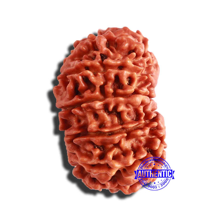 13 Mukhi Nepalese Rudraksha - Bead No. 291