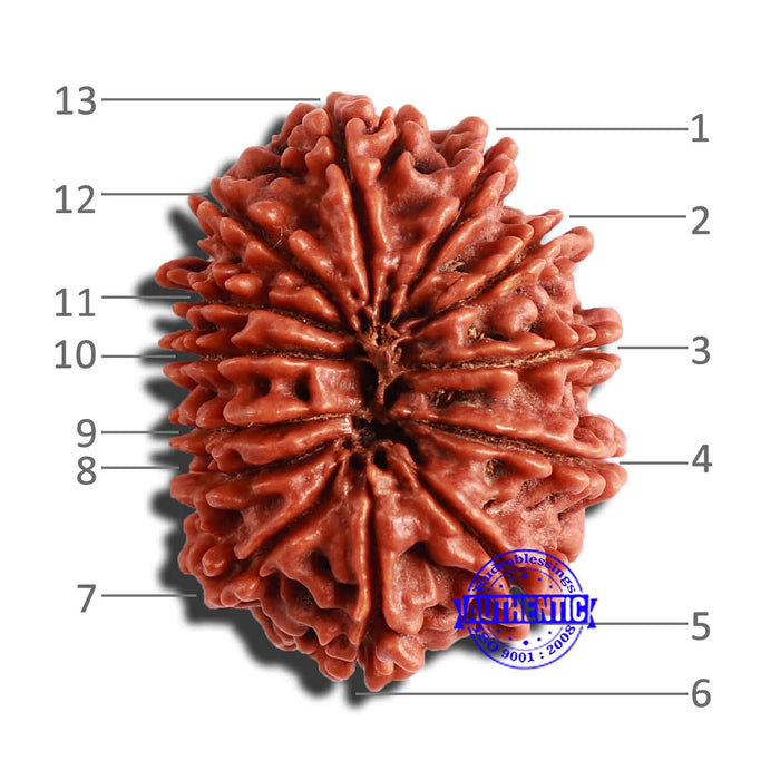 13 Mukhi Nepalese Rudraksha - Bead No. 292