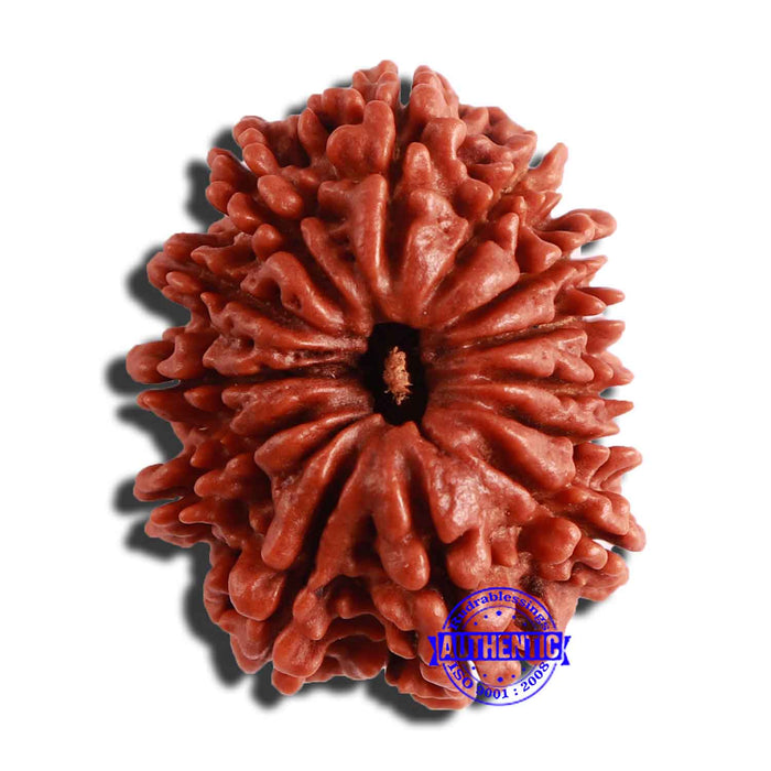 13 Mukhi Nepalese Rudraksha - Bead No. 292