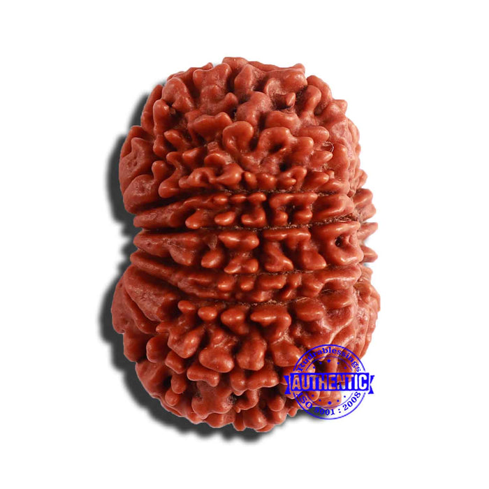 13 Mukhi Nepalese Rudraksha - Bead No. 292
