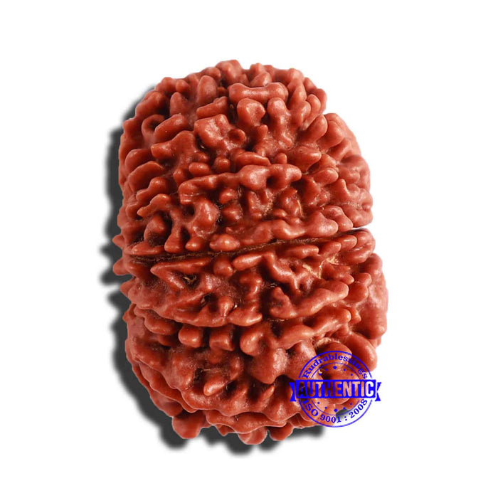 13 Mukhi Nepalese Rudraksha - Bead No. 292