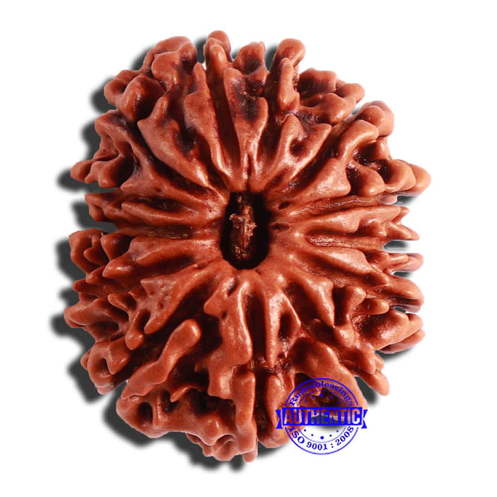 13 Mukhi Nepalese Rudraksha - Bead No. 293