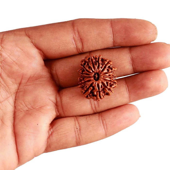 13 Mukhi Nepalese Rudraksha - Bead No. 293