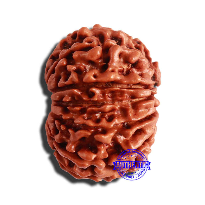 13 Mukhi Nepalese Rudraksha - Bead No. 293