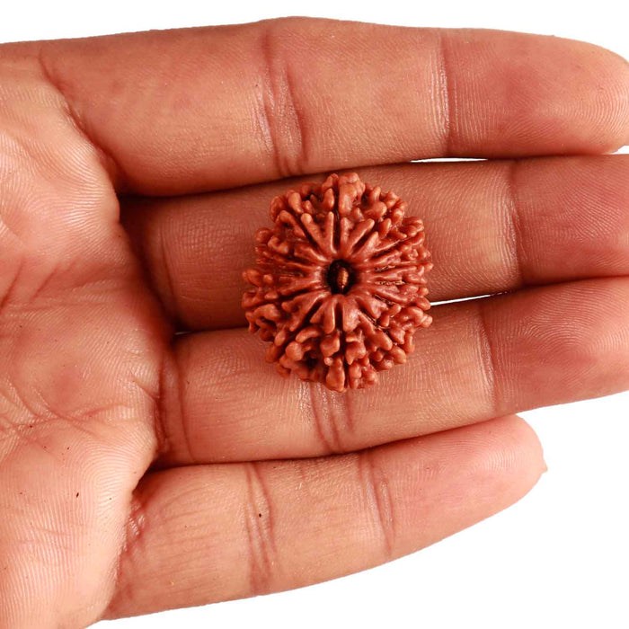 13 Mukhi Nepalese Rudraksha - Bead No. 294