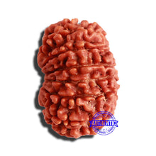 Load image into Gallery viewer, 13 Mukhi Nepalese Rudraksha - Bead No. 294
