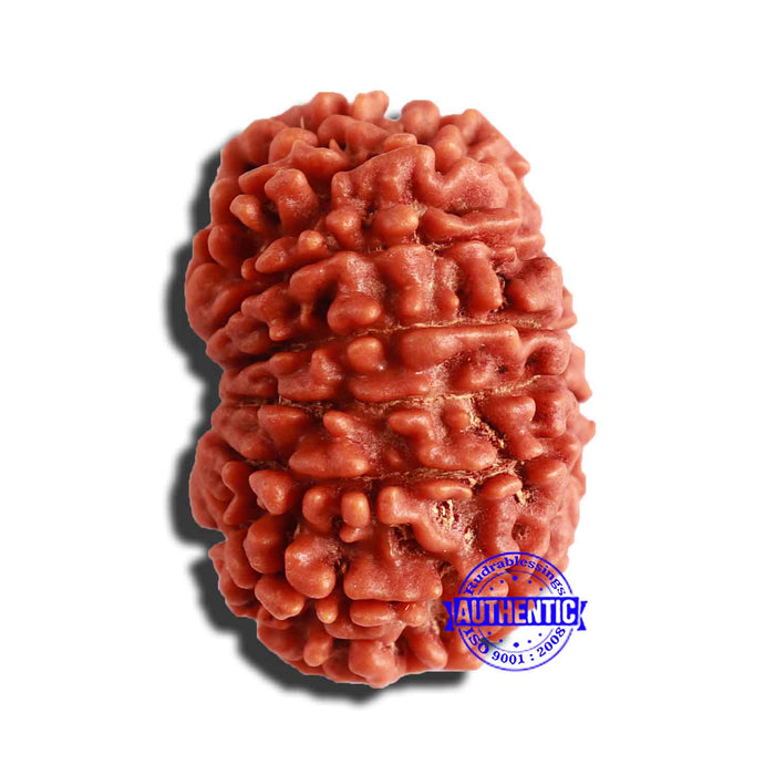 13 Mukhi Nepalese Rudraksha - Bead No. 294
