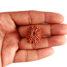 Load image into Gallery viewer, 13 Mukhi Nepalese Rudraksha - Bead No. 295
