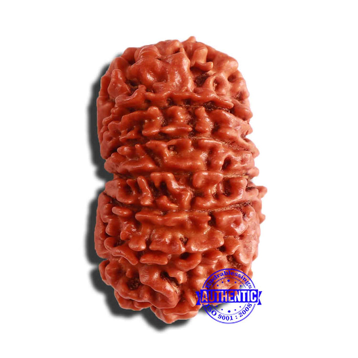 13 Mukhi Nepalese Rudraksha - Bead No. 295